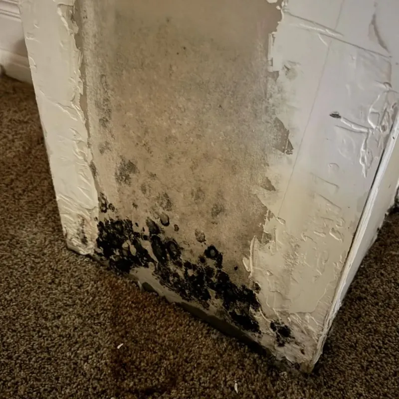 Professional Mold Removal in Tompkinsville, NY
